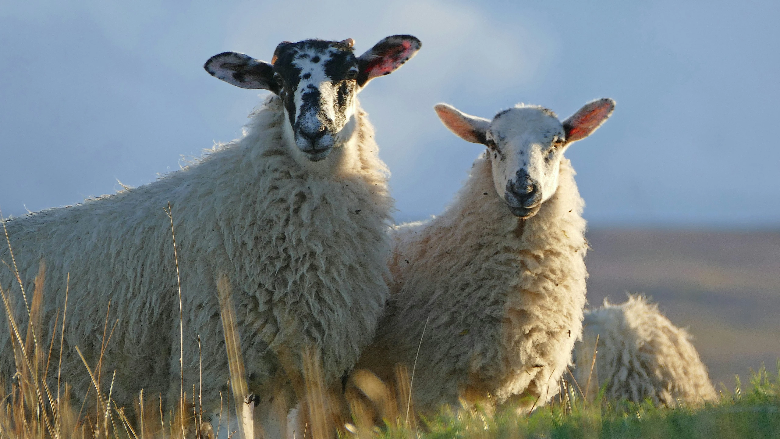 a group of sheep standing in the tall grass