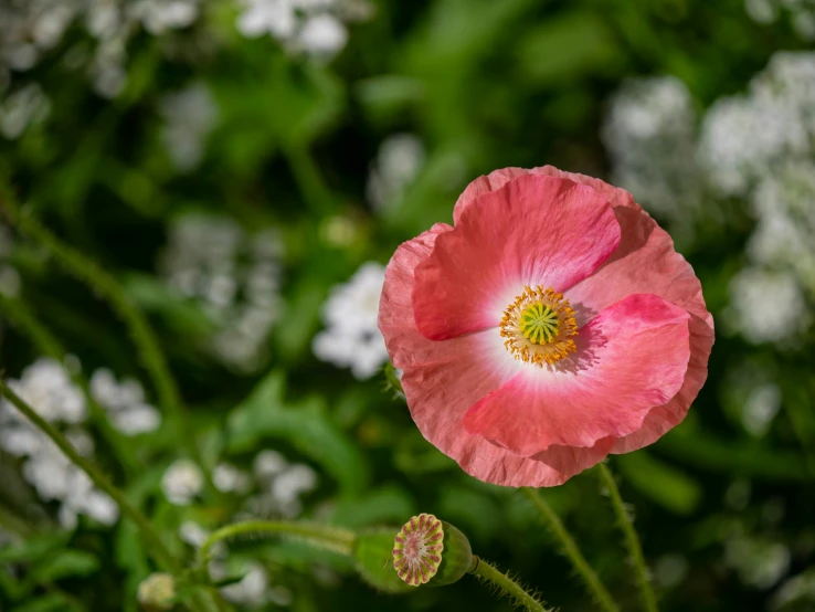 a pink flower in the middle of the day