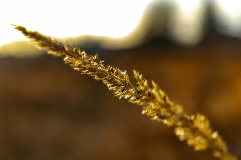 a close up view of some kind of grass