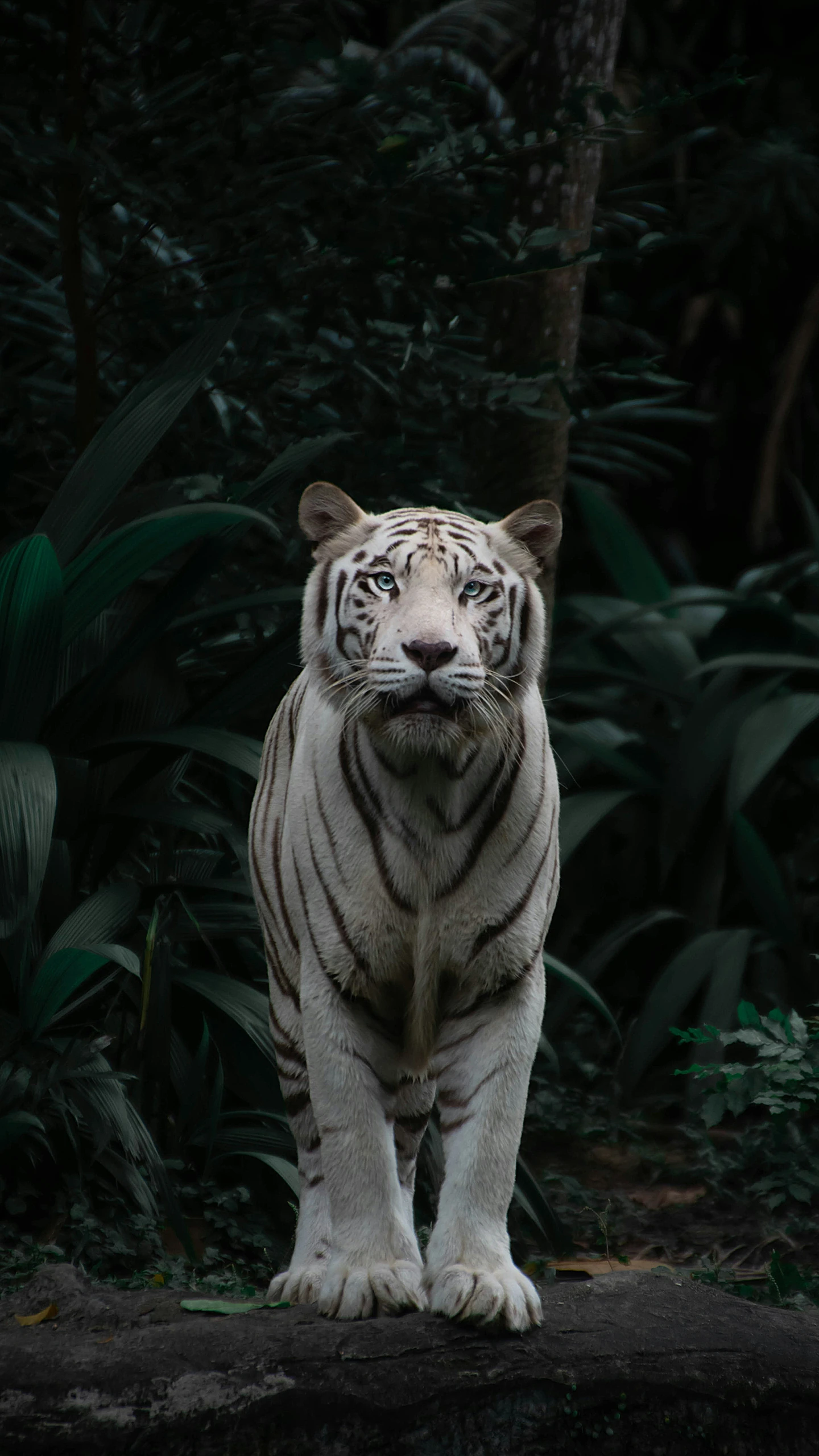 a white tiger with the head turned to its right