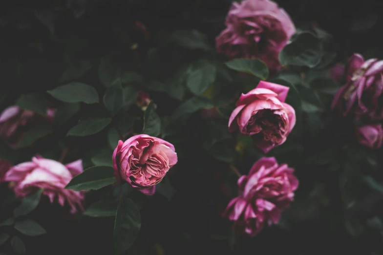 pink flowers growing in a garden, in the dark