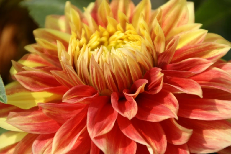 a closeup view of a bright red and yellow flower