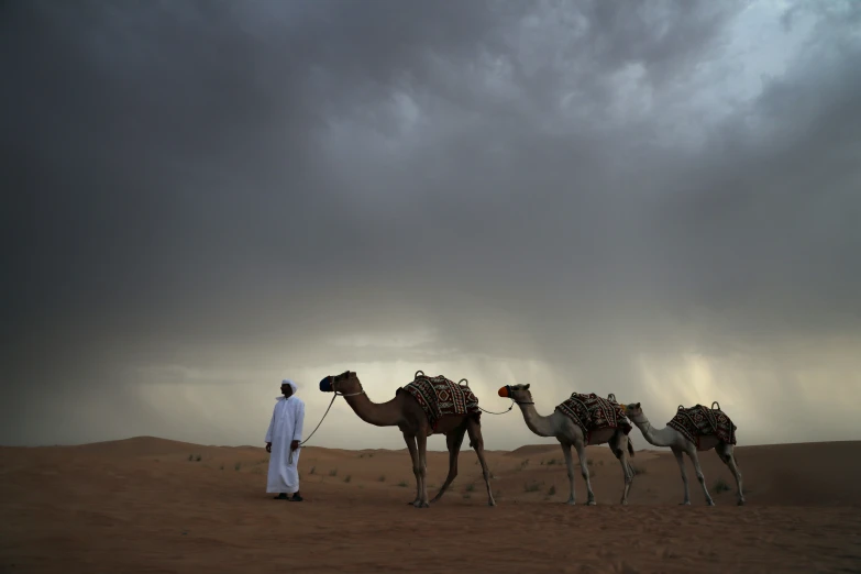 a man stands with two camels on sand