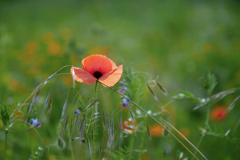 an orange poppy sits on top of green grass