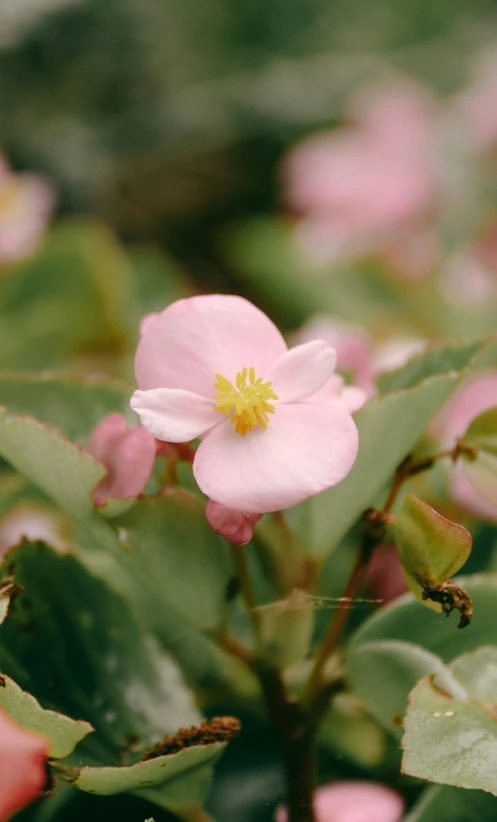 a pink flower with many green leaves