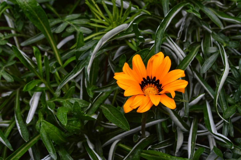 orange flower sitting between green leaves in the grass