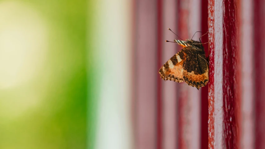 a small moth that is on a wall