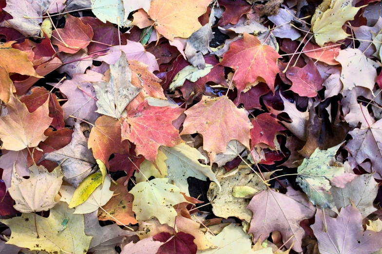 some leaves in the middle of a leafy ground