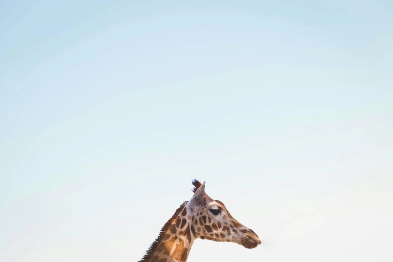 there is an image of a giraffe that is looking around