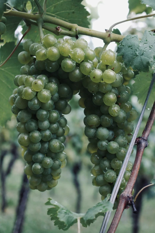 bunches of green gs hang from a vine