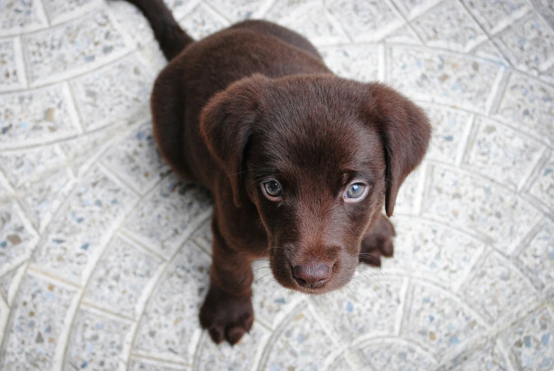 a brown dog standing on a tile floor next to a red ball