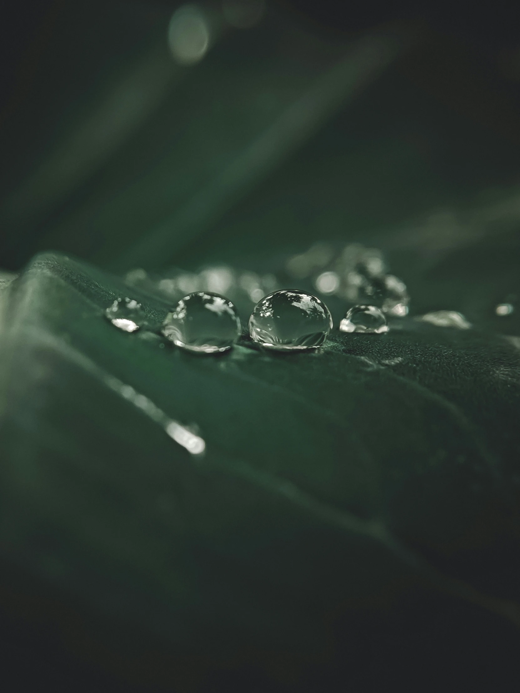 dew drops on a leaf in a black and white po