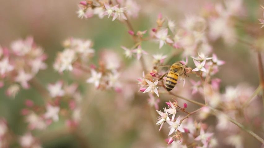 the bee is flying away from the tiny flowers