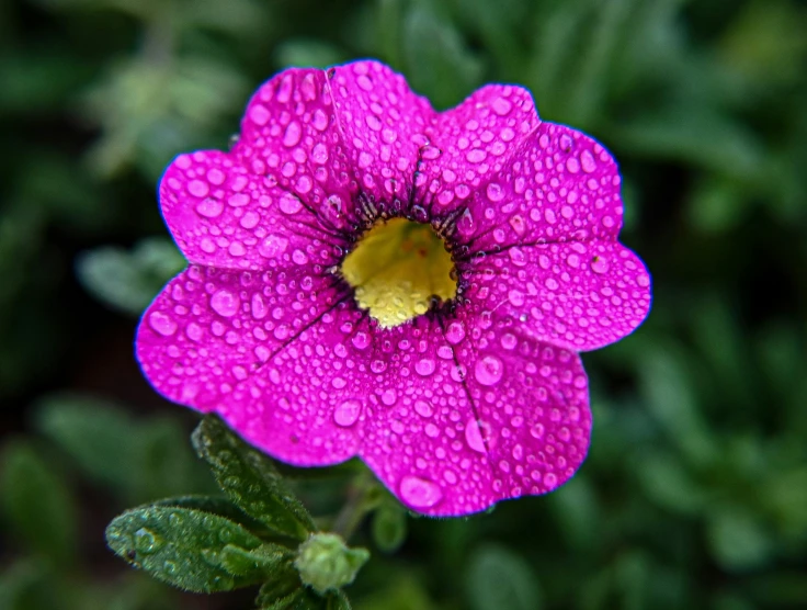 close up s of an intense purple flower with rain drops on it