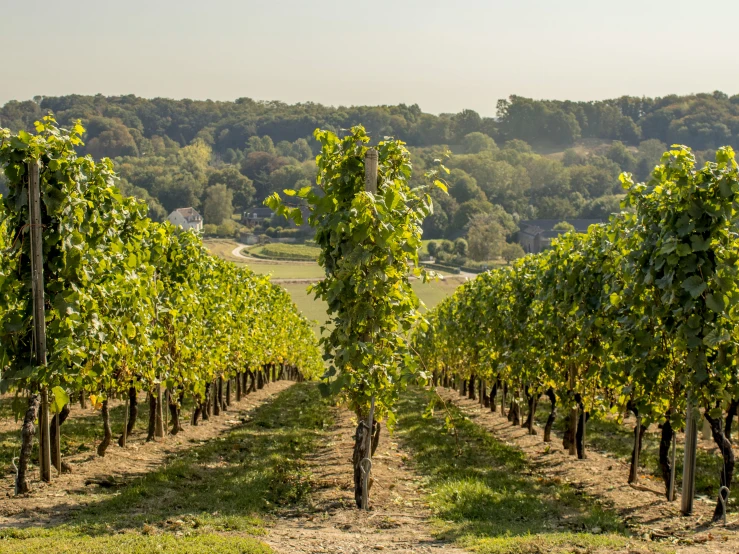 trees in an outdoor orchard of crops in a field