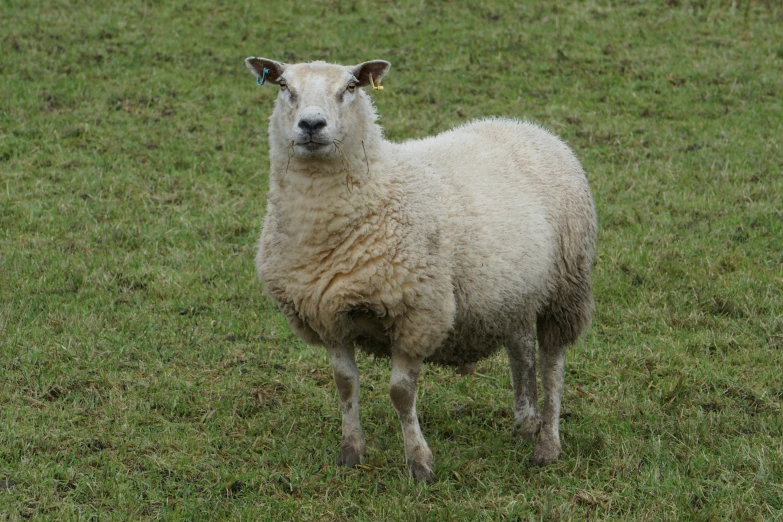 a sheep in a field with one of its ears missing