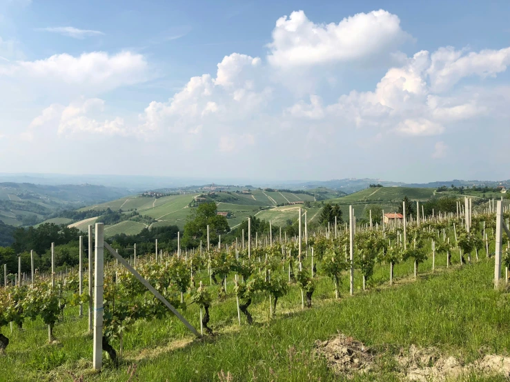 this is a vineyard in the hills overlooking a valley