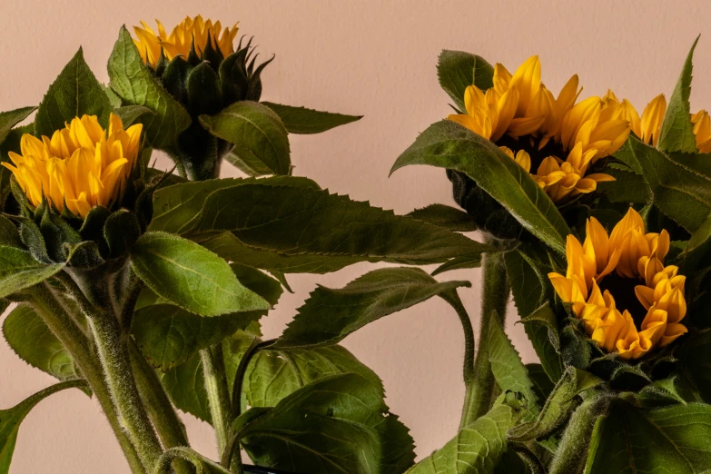 two yellow flowers with green leaves in front of a pink wall