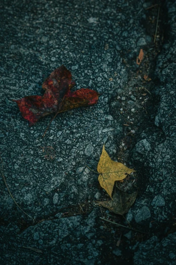 a red leaf is laying on the road next to it