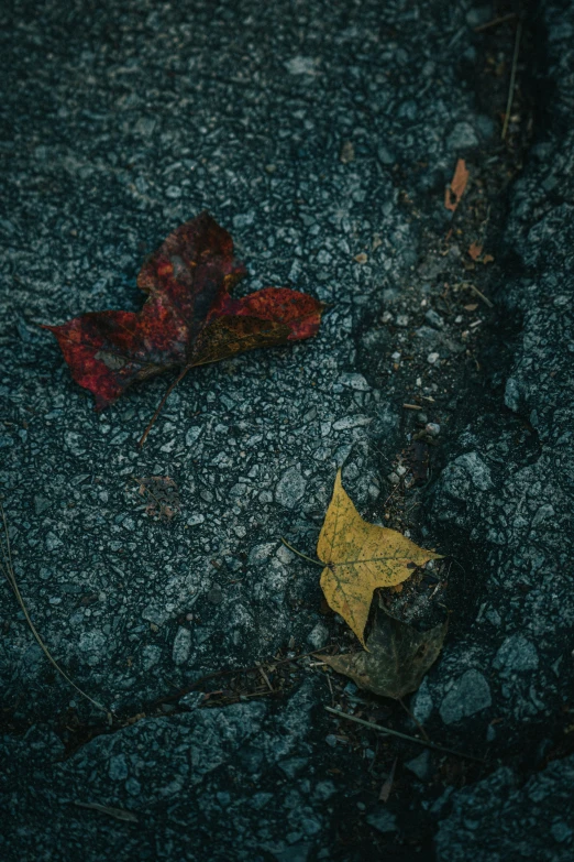 a red leaf is laying on the road next to it