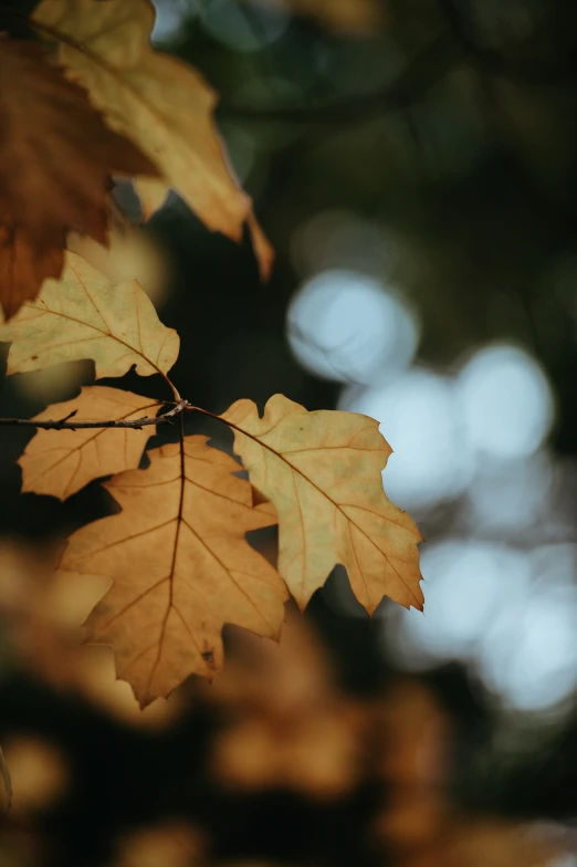 some brown and yellow leaves on the top of a tree