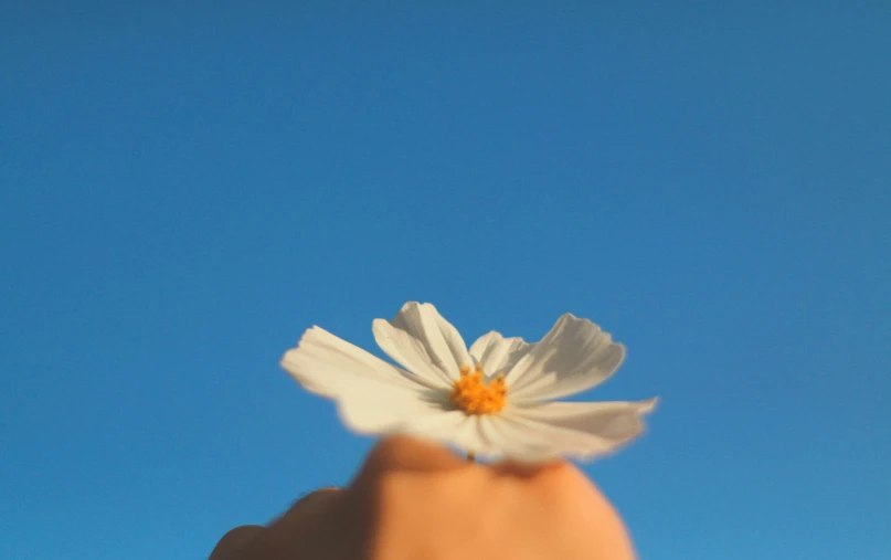 a person holding a tiny flower up in the air