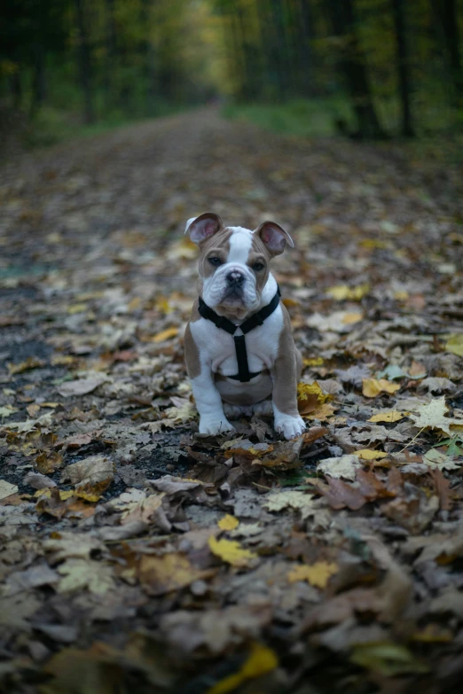 a small dog sitting on top of leaves