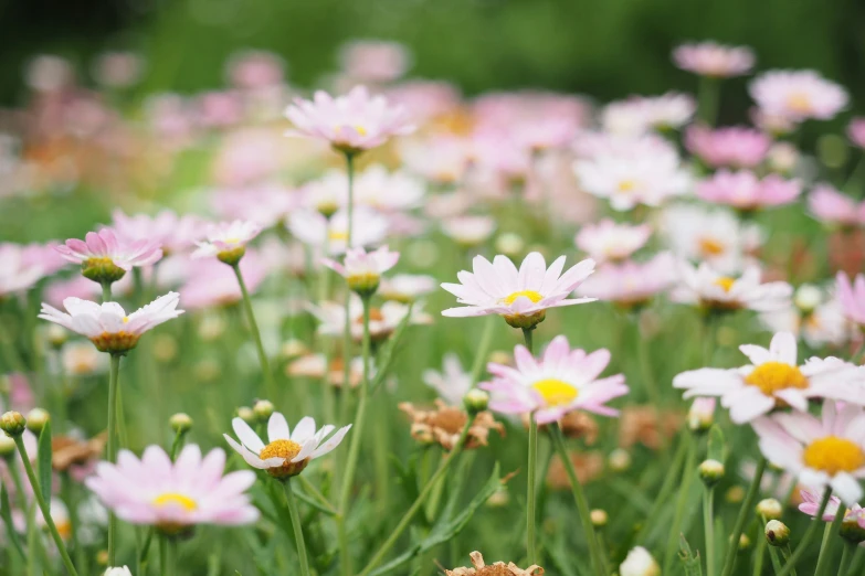 many flowers with different types of petals grow in a field