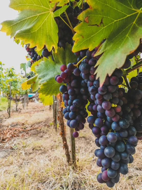 g cluster growing in a vineyard on a sunny day