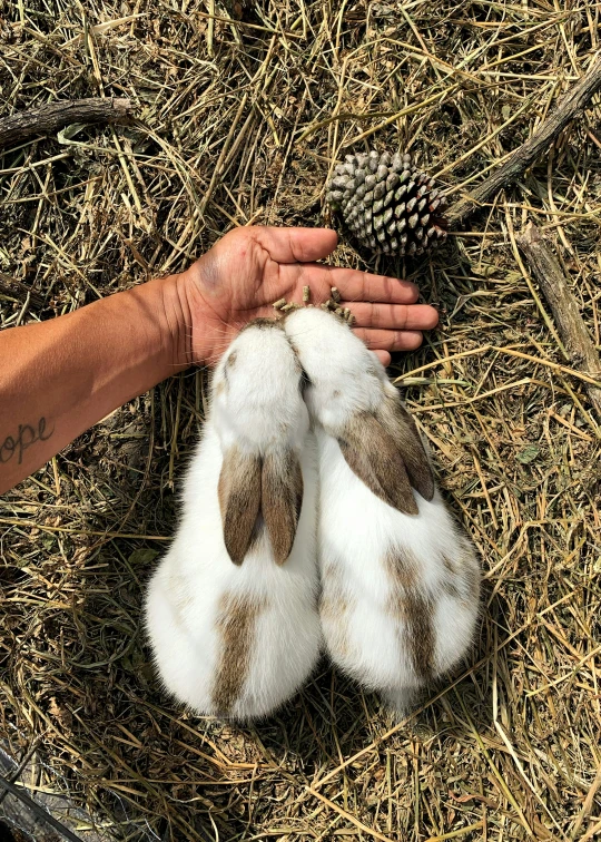 the brown and white animal is lying next to a pine cone