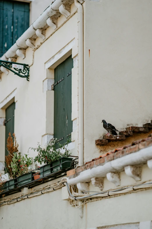 a pigeon sits on the ledge of a building