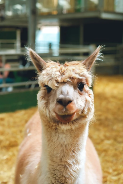 a brown alpaca looking at the camera in a pin