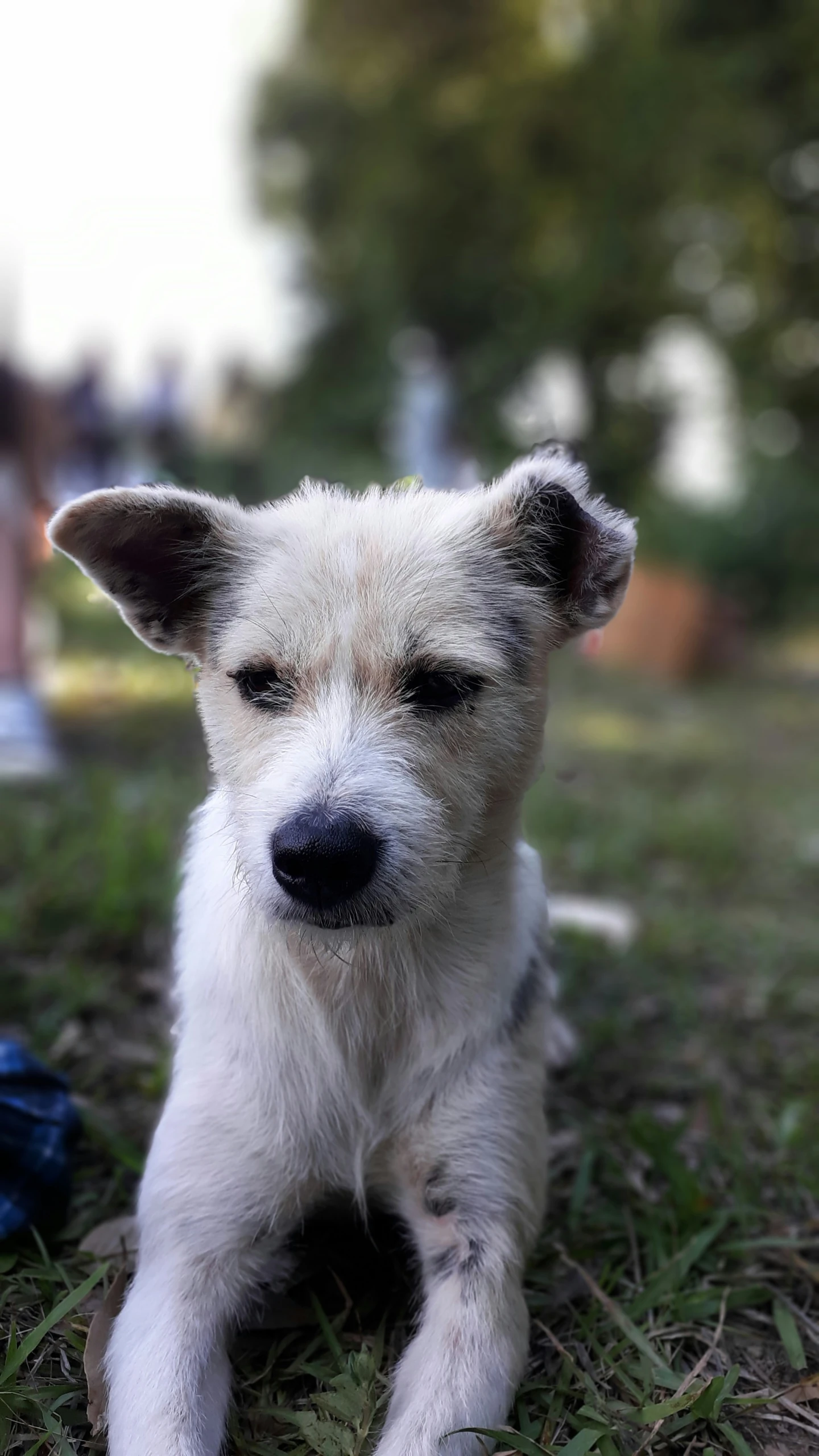 a dog lying on the ground by some grass