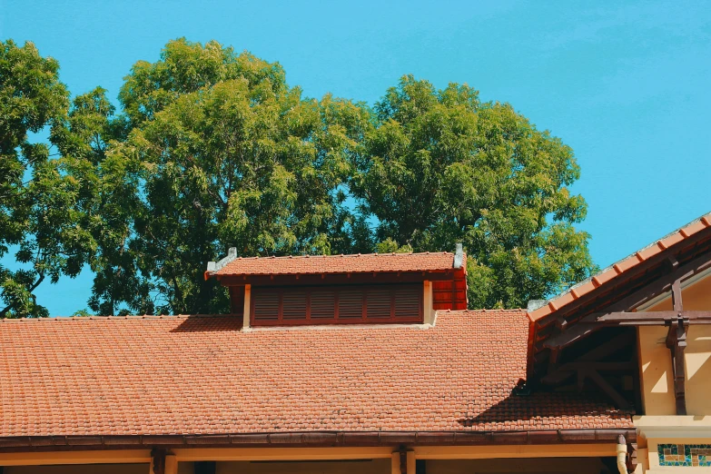 the roof has a large tree growing on top of it