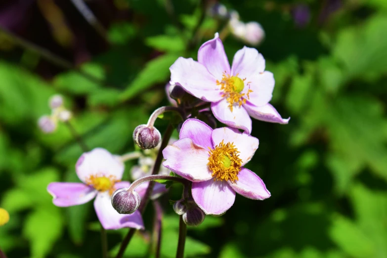 a group of pink flowers are on a plant