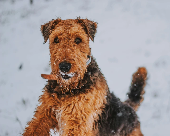 an orange gy dog with a snow ball in his mouth