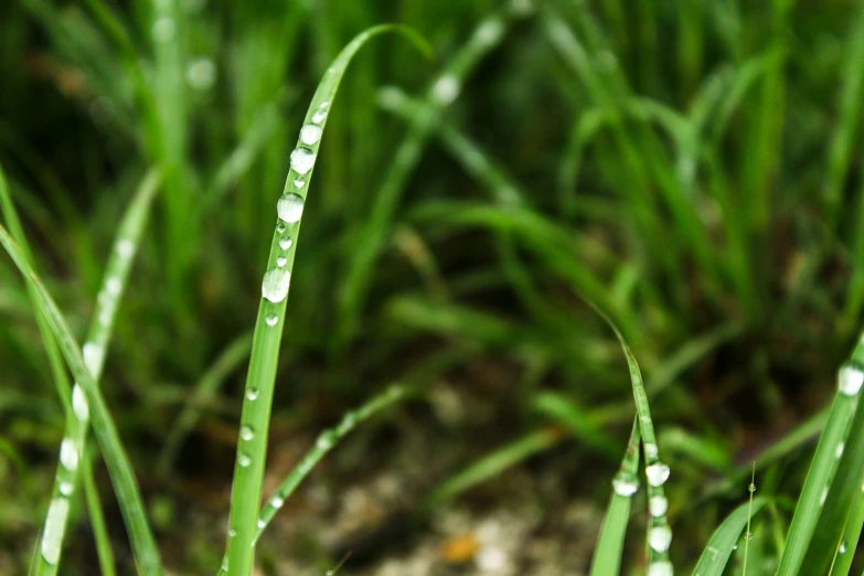 grass covered in dew is seen against the blue sky