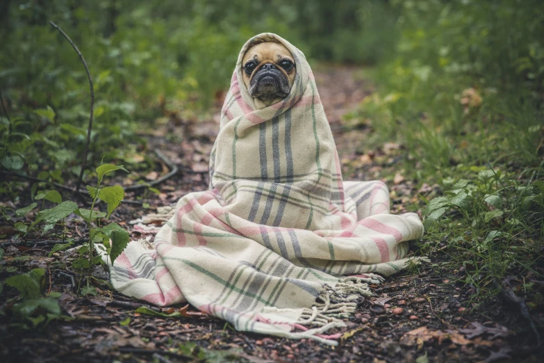 a small pug sits under a blanket in the woods