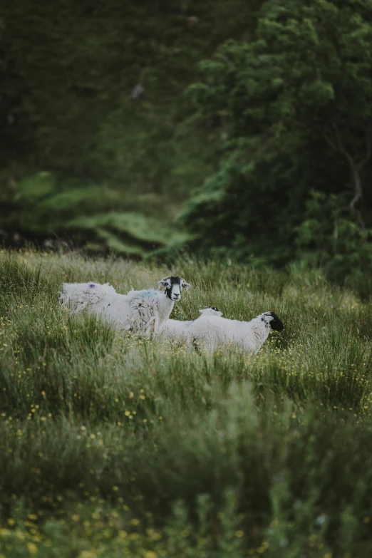 two sheep are standing in a field in the grass