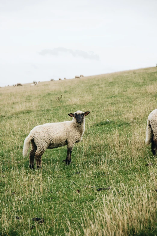 two white sheep grazing in a grassy field