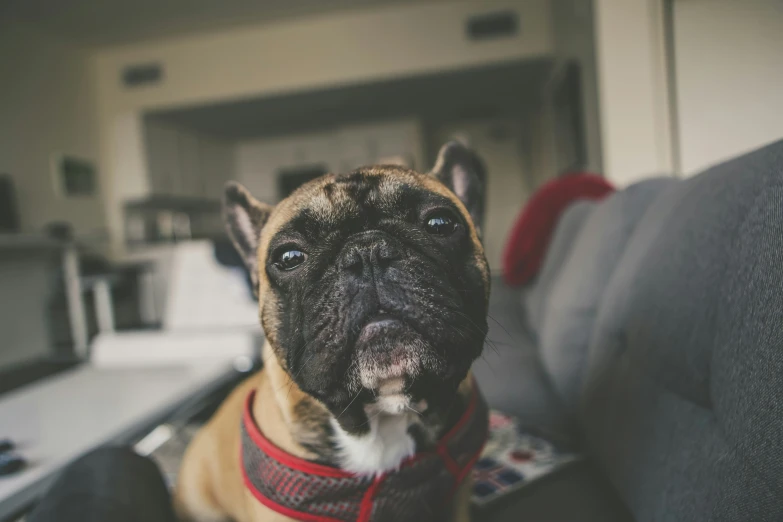 a brown and white dog wearing a red harness