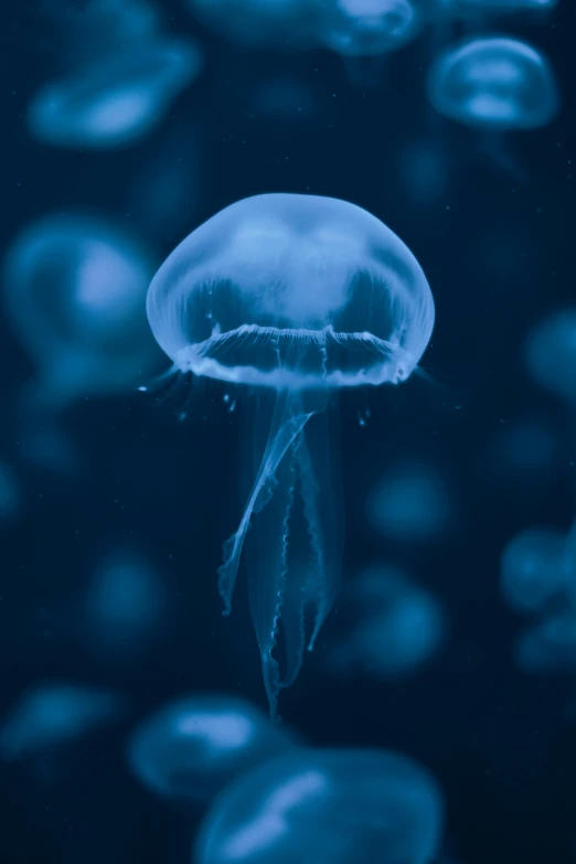 a jelly fish floating in an aquarium filled with blue water