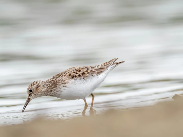 a small bird standing on top of the beach