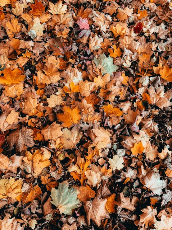 a bunch of leaves on the ground in a group