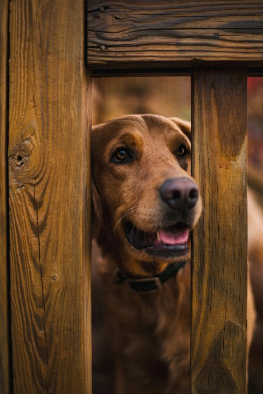 the dog is looking through the gate