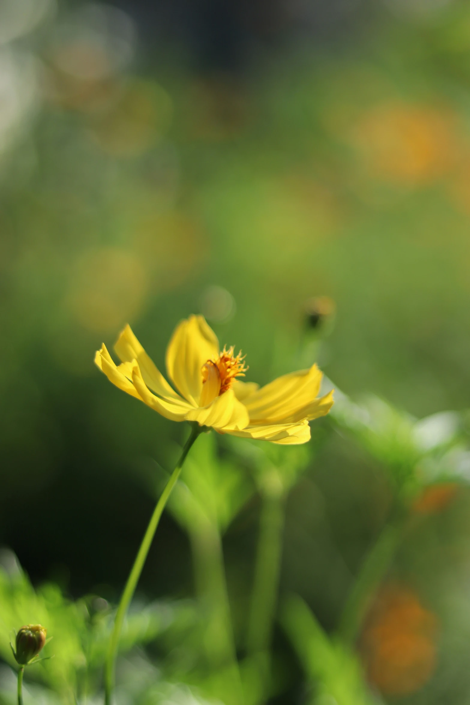 a yellow flower that is standing in the grass