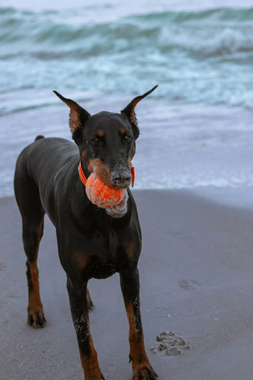 a black and brown dog carrying an orange ball