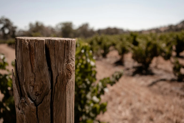 a close up of a wooden post with a green bush in the background