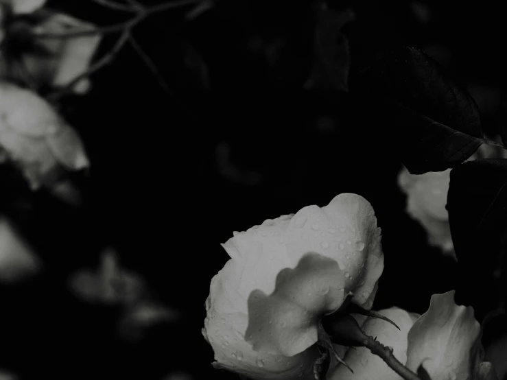 black and white pograph of a rose bud