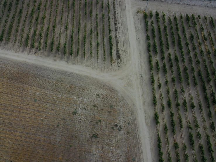 an airplane flying over a field of trees